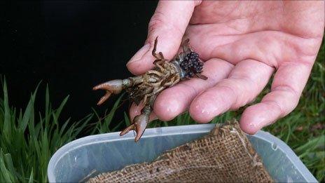 A female white clawed crayfish, with eggs