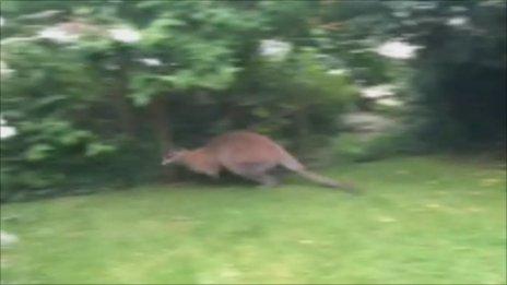 Wallaby in garden