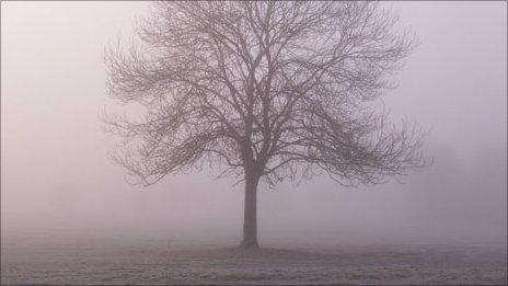 Tree in Lydiard Park