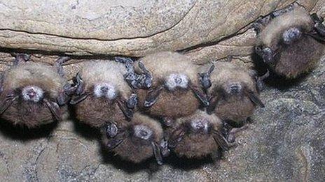 Group of little brown bats displaying symptoms of WNS (Nancy Heaslip/New York Department of Environmental Conservation)