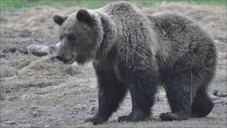 A "problem bear" in Slovakia