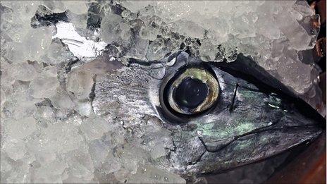 Fish packed in ice (Image: AP)