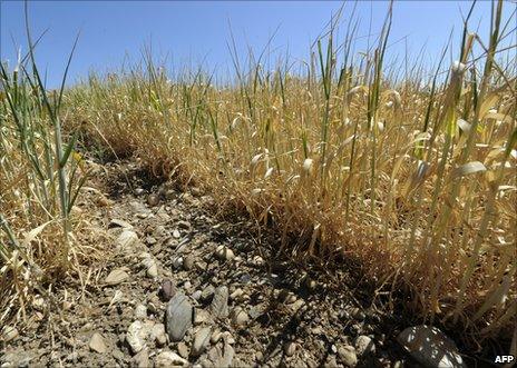 A dry wheatfield by the French village of Grenay, near Lyon, 18 May