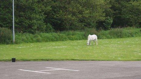 A horse grazing next to the helipad at Wrexham's Maelor Hospital