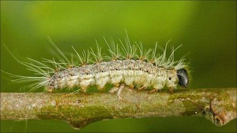 The oak processionary moth caterpillar