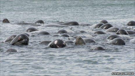 Whales. Pic: Steve Duffield