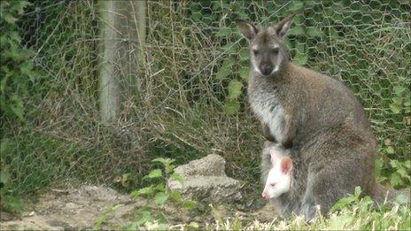 Albino wallaby and mother