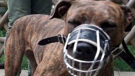 Muzzled pit bull terrier