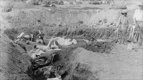 Pit full of cattle carcases, circa 1900 (Getty Images)