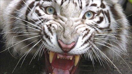 White tiger (generic)