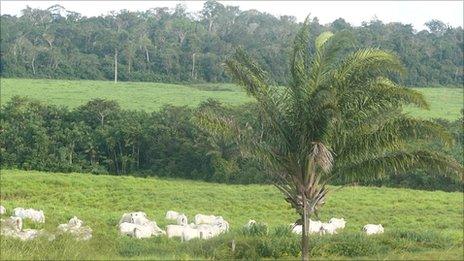 Cattle in the foreground, forest in the background