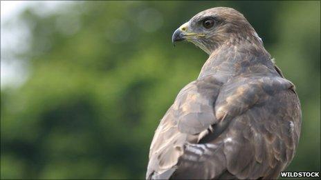 A buzzard - copyright of Wildstock