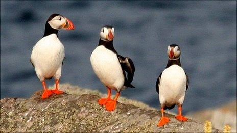 Puffins on Burhou