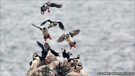 Puffins on Burhou