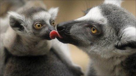 Ring-tailed lemurs