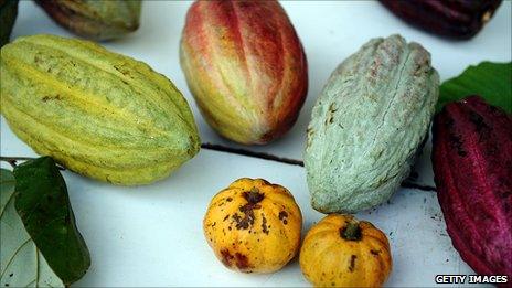 Cocoa beans