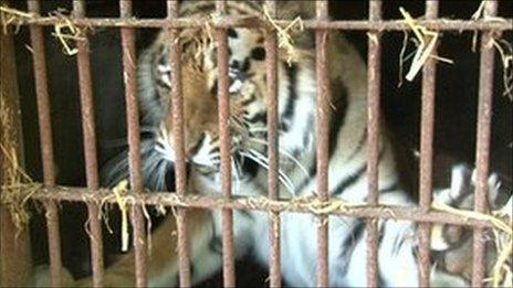 Sayan, a three-year-old Siberian Tigress