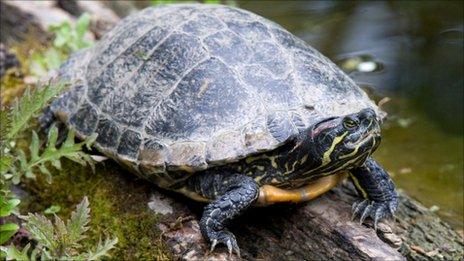 Red-eared terrapin