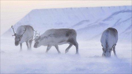 Wild reindeer foraging for food on the Arctic island of Svalbard