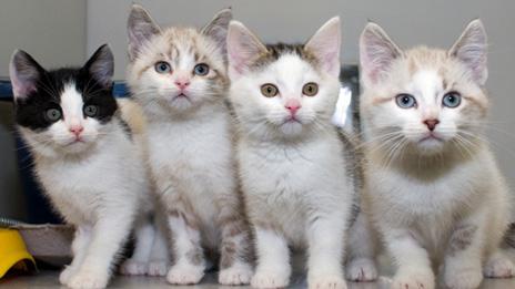 Kittens Catherine, Charles, Cambridge and Champagne were found abandoned during the Royal Wedding bank holiday