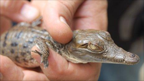 Baby crocodile