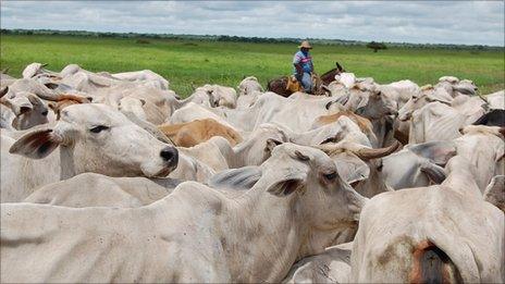 Cattle herding