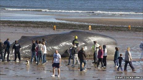 Stranded whale