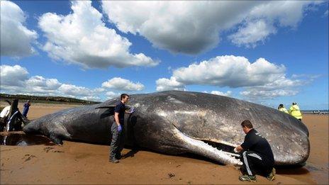 Stranded whale