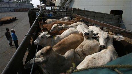 Australian cows are loaded onto a truck after arriving at the Tanjung Priok port in Jakarta. Photo: May 2011