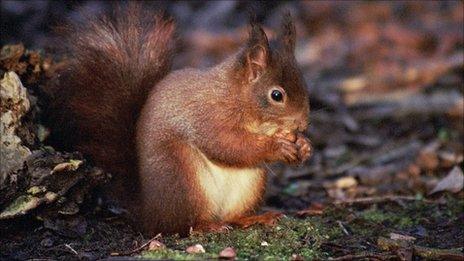 Red squirrel