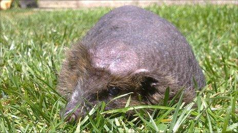 Betty the bald hedgehog