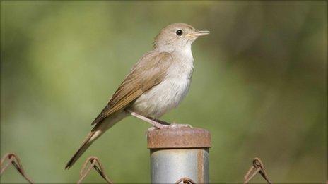 Nightingale