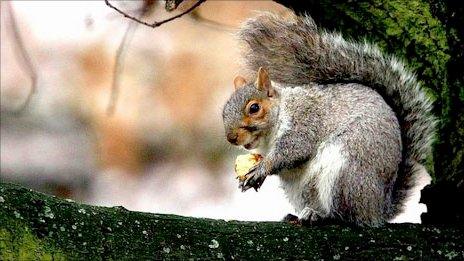 Squirrel on tree