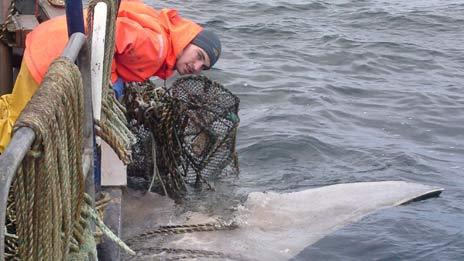 The basking shark