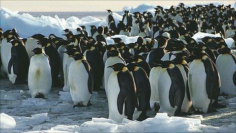 Emperor penguins