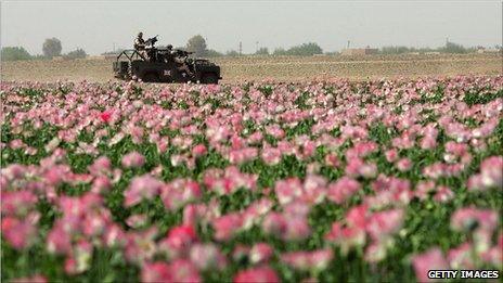 A tank drives past a field of poppies