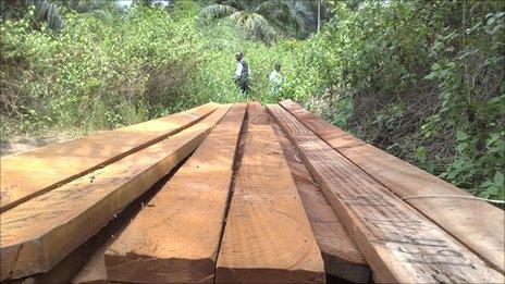 Planks of wood at a lumberjack site in DR Congo