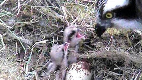 Two osprey chicks feeding