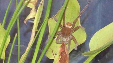 Fen raft spider