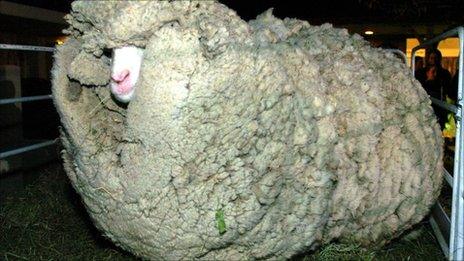 Shrek the sheep (file photo)