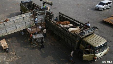 Australian cattle are uploaded at Tanjung Priok port in Jakarta