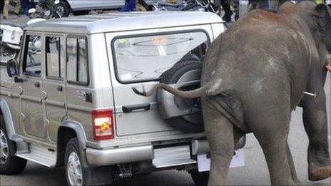 Rampaging elephant in Mysore