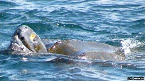 Leatherback turtle. Pic: Cal Hawes