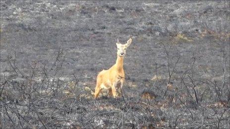 Deer looking for her dead fawn