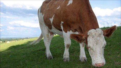 A cow - library image