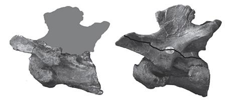 Bones comparison