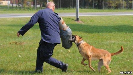 US Army dog demonstrates attack