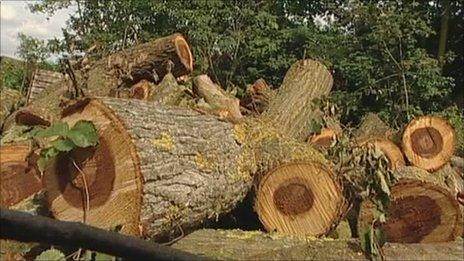 Cut down elm tree