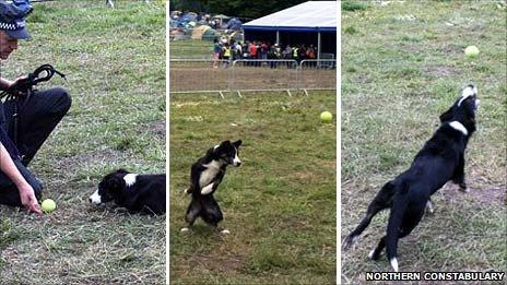 Ollie the collie