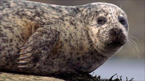 Harbour seal